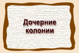 Дочерние  колонии